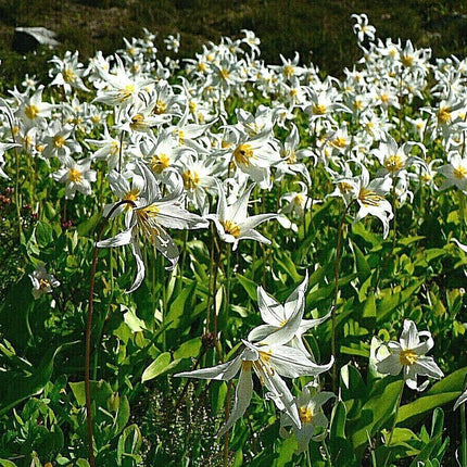 10 White Avalanche Lily Seeds - Seed World