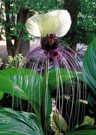 10 White Bat Flower Seeds - Seed World