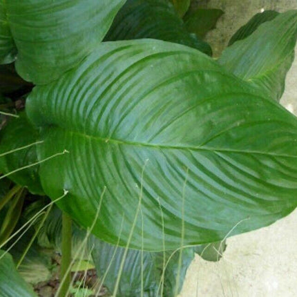 10 White Bat Flower Seeds - Seed World