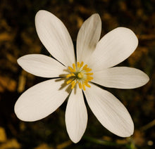 10 White Bloodroot | Sanguinaria Canadensis Seeds - Seed World