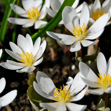 10 White Bloodroot | Sanguinaria Canadensis Seeds - Seed World