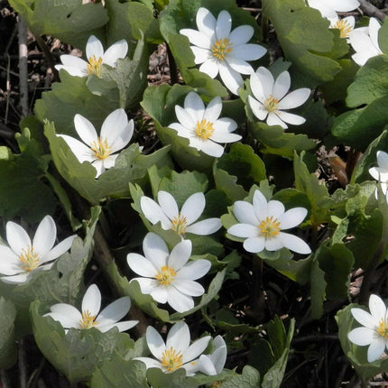 10 White Bloodroot | Sanguinaria Canadensis Seeds - Seed World