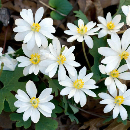 10 White Bloodroot | Sanguinaria Canadensis Seeds - Seed World