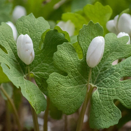 10 White Bloodroot | Sanguinaria Canadensis Seeds - Seed World