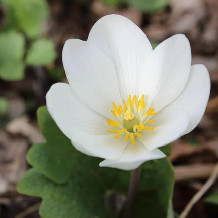 10 White Bloodroot | Sanguinaria Canadensis Seeds - Seed World