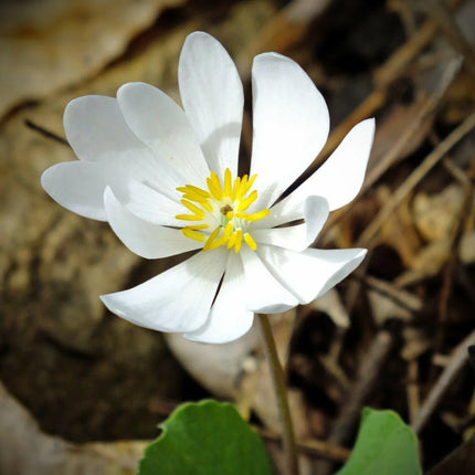 10 White Bloodroot | Sanguinaria Canadensis Seeds - Seed World