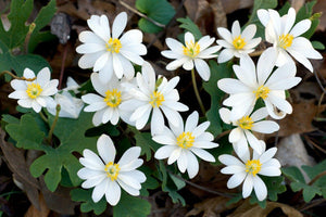 10 White Bloodroot | Sanguinaria Canadensis Seeds - Seed World