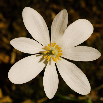 10 White Bloodroot | Sanguinaria Canadensis Seeds - Seed World