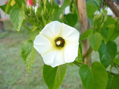 10 White Christmas Vine Seeds - Seed World