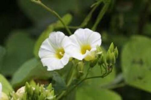 10 White Christmas Vine Seeds - Seed World