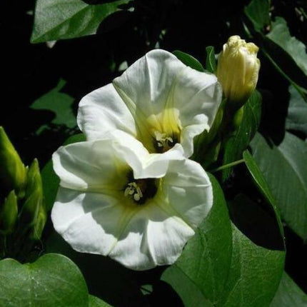 10 White Christmas Vine Seeds - Seed World