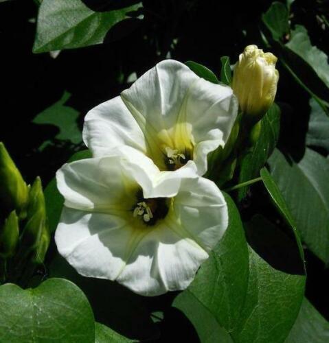 10 White Christmas Vine Seeds - Seed World