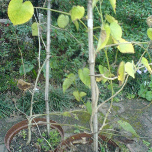 10 White Christmas Vine Seeds - Seed World