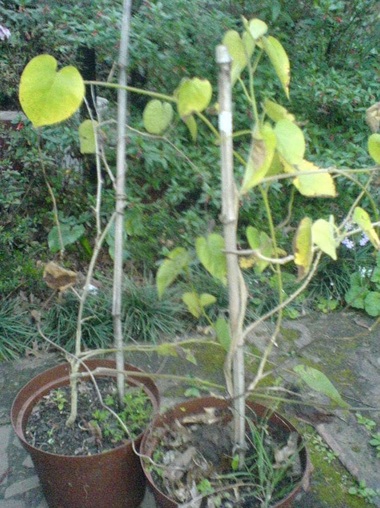 10 White Christmas Vine Seeds - Seed World