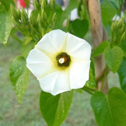 10 White Christmas Vine Seeds - Seed World