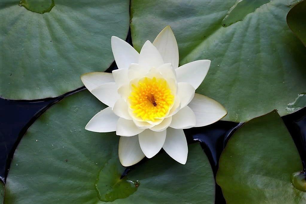 10 White Lotus Seeds - Seed World