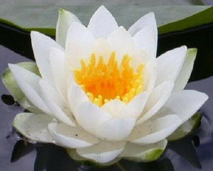 10 White Lotus Seeds - Seed World