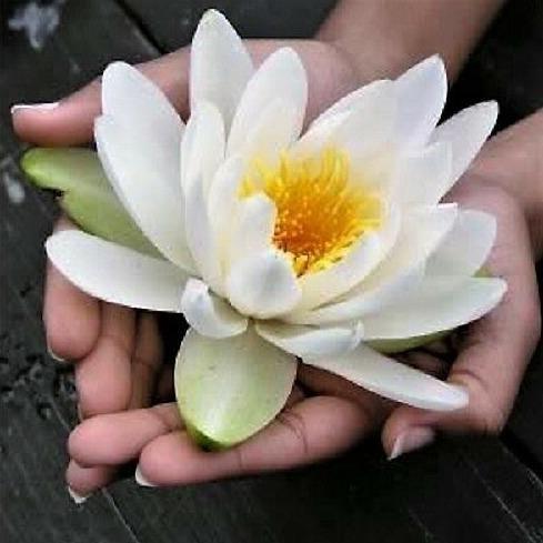10 White Lotus Seeds - Seed World