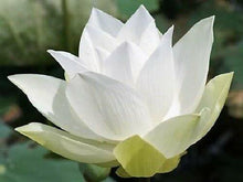 10 White Lotus Seeds - Seed World