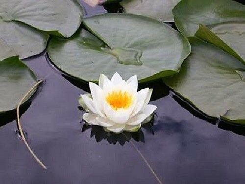 10 White Lotus Seeds - Seed World