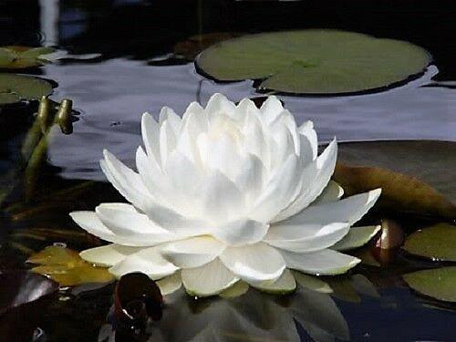 10 White Lotus Seeds - Seed World