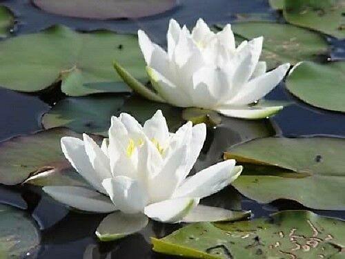 10 White Lotus Seeds - Seed World