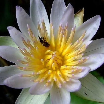 10 White Lotus Seeds - Seed World