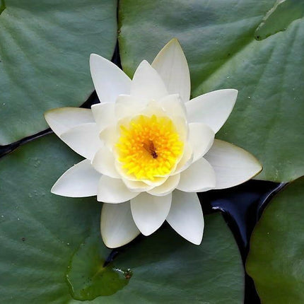 10 White Lotus Seeds - Seed World
