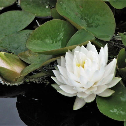 10 White Lotus Seeds - Seed World