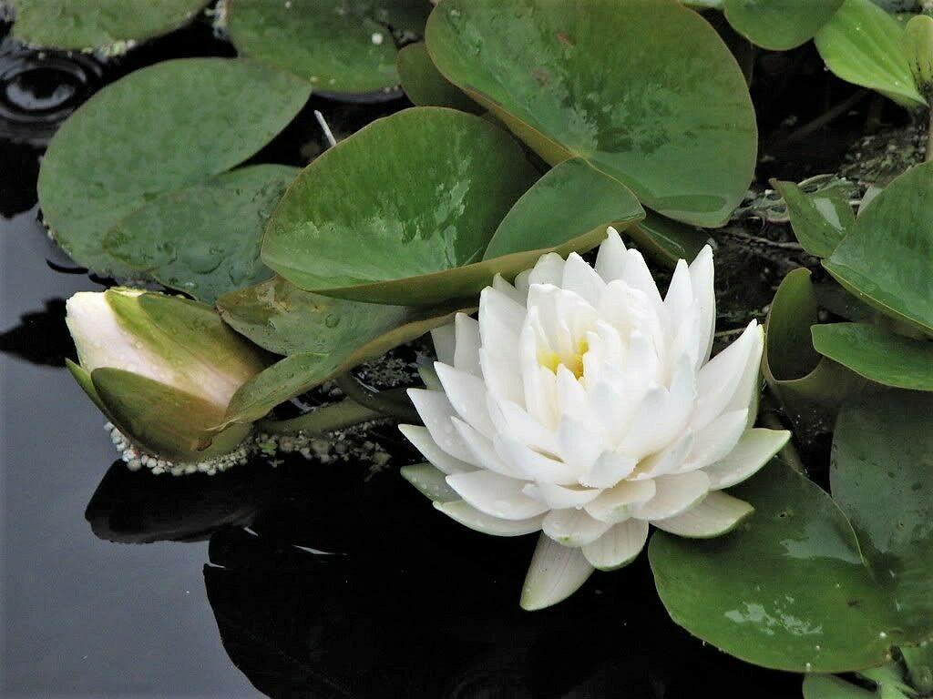 10 White Lotus Seeds - Seed World
