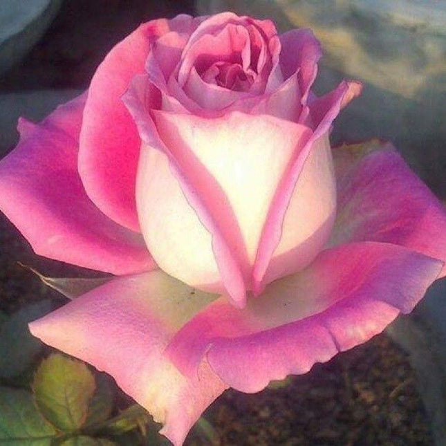 10 White Pink Rose Seeds - Seed World