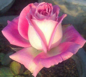 10 White Pink Rose Seeds - Seed World