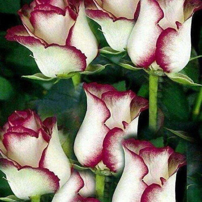 10 White Pink Rose Seeds - Seed World