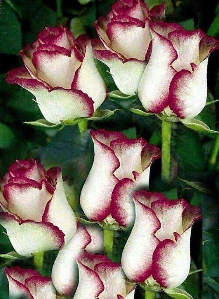 10 White Pink Rose Seeds - Seed World