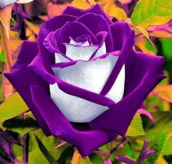 10 White Purple Rose Seeds - Seed World