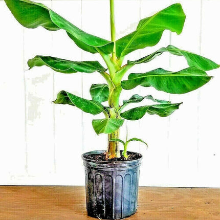 Potted banana plant on a wooden surface with scissors in the background
