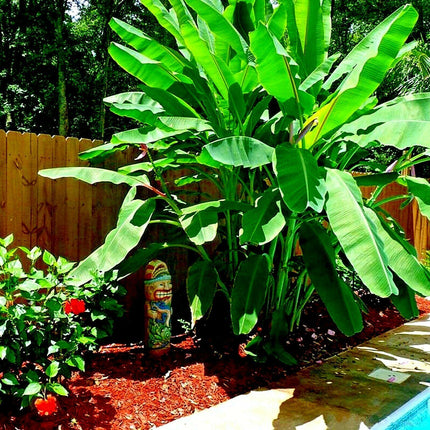 Large green banana plant in a garden with a wooden fence and pool area.