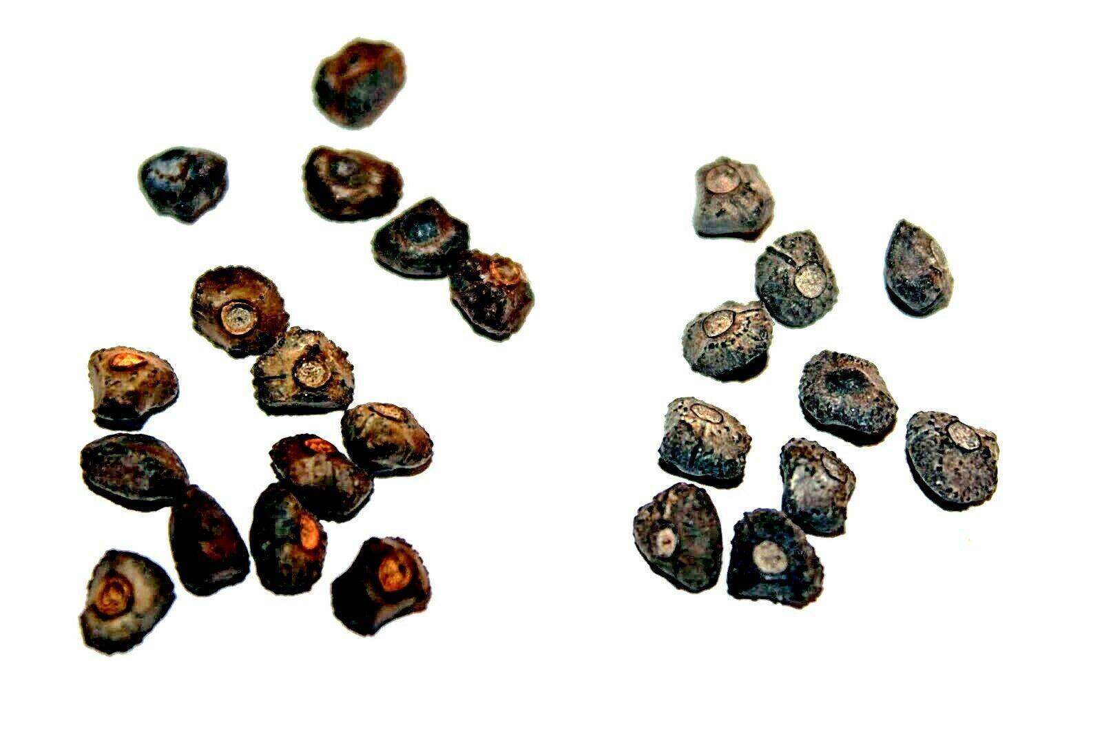 10 Wild Dwarf Cavendish Banana Tree Seeds - Seed World