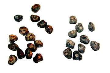 Dwarf Cavendish Banana Seeds – Musa acuminata