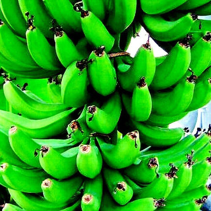 Bunch of green bananas on a tree