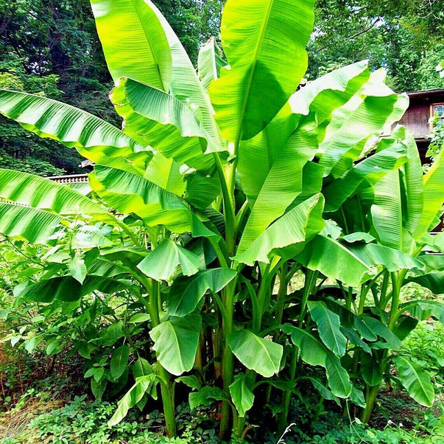 Large green leaves of a banana plant in a natural setting