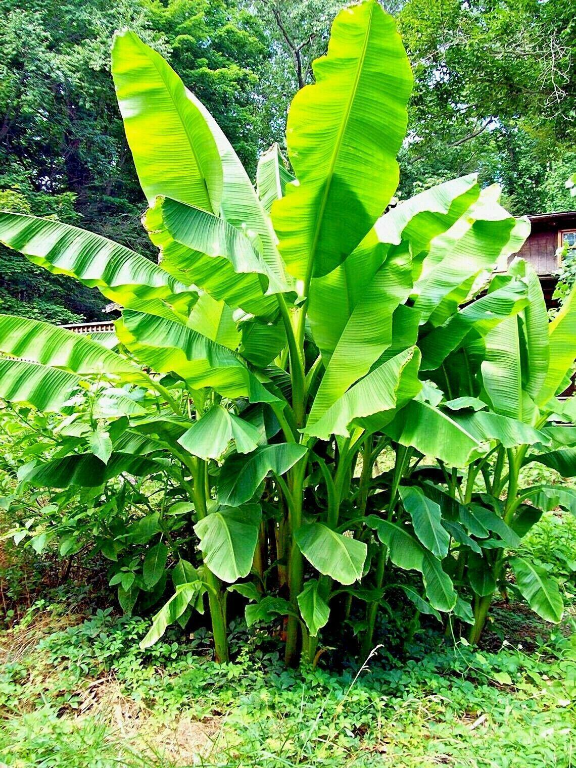 banana leaf plant seeds Dwarf Cavendish Banana Seeds – Musa acuminata