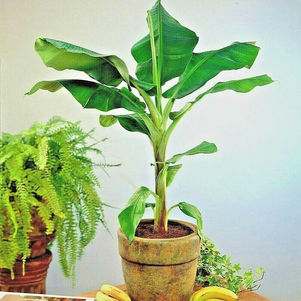 10 Wild Dwarf Cavendish Banana Tree Seeds (Musa Acuminata) - Seed World