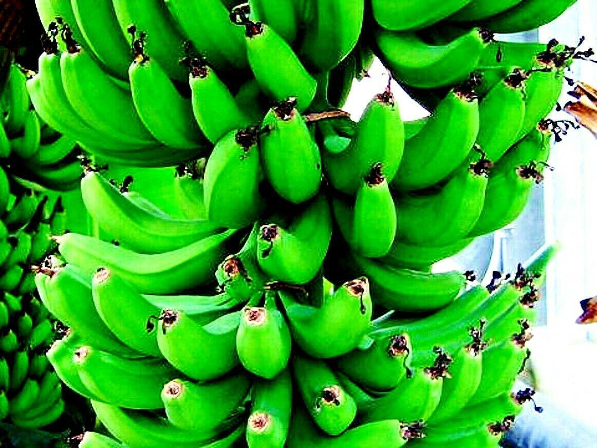 10 Wild Dwarf Cavendish Banana Tree Seeds (Musa Acuminata) - Seed World