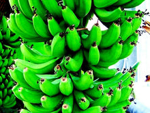10 Wild Dwarf Cavendish Banana Tree Seeds (Musa Acuminata) - Seed World