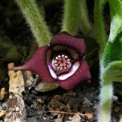 10 Wild Ginger - Asarum Canadense Seeds - Seed World