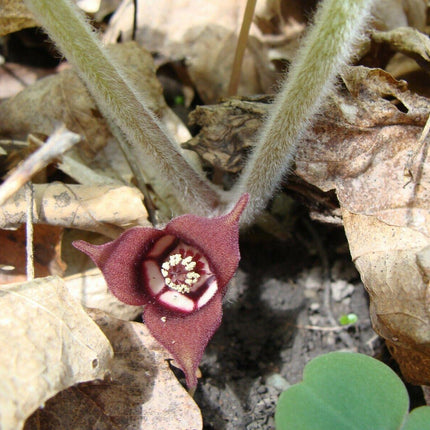 10 Wild Ginger - Asarum Canadense Seeds - Seed World