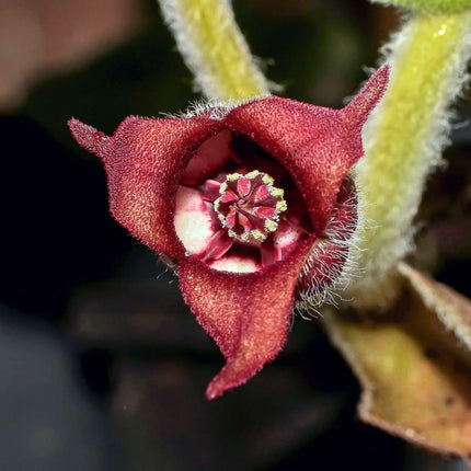 10 Wild Ginger - Asarum Canadense Seeds - Seed World