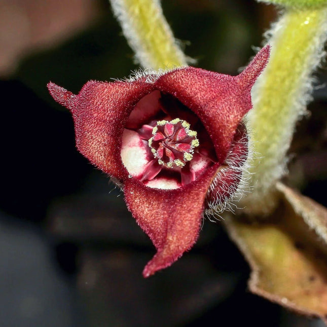 10 Wild Ginger - Asarum Canadense Seeds - Seed World