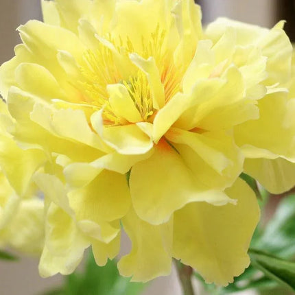 10 Yellow Geranium Seeds - Seed World
